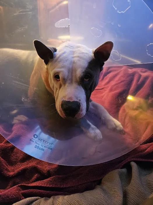 Banfield Pet Hospital Picture 5