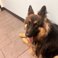 Banfield Pet Hospital ico