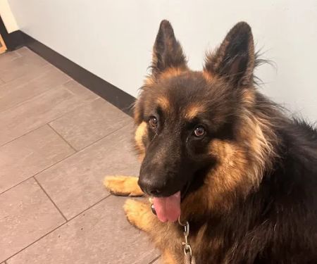 Banfield Pet Hospital