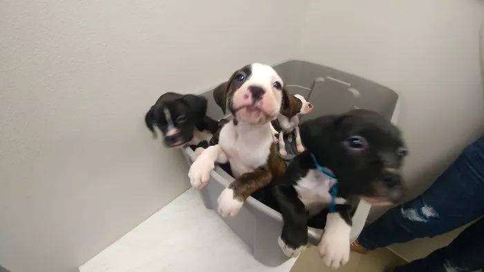Veterinary Wellness Center of Little Elm Picture 7