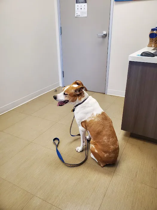 Veterinary Wellness Center of Little Elm Picture 6