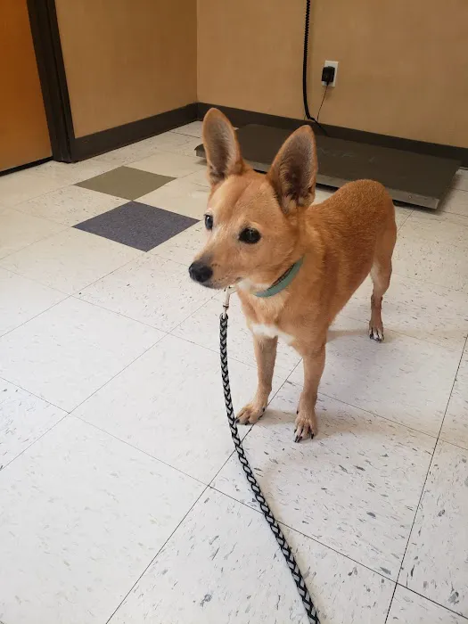 Little Elm Pet Clinic, Wade Johnson D.V.M. Picture 1