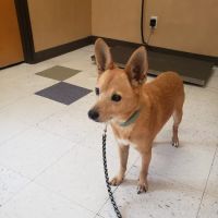 Little Elm Pet Clinic, Wade Johnson D.V.M. ico