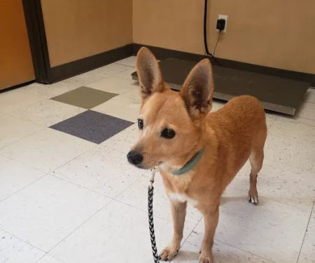 Little Elm Pet Clinic, Wade Johnson D.V.M.