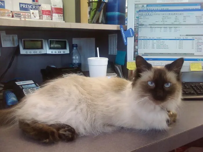 Little Elm Pet Clinic, Wade Johnson D.V.M. Picture 9