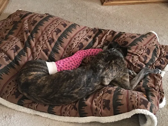 Healthy Paws Veterinary Center Picture 1