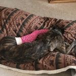 Healthy Paws Veterinary Center
