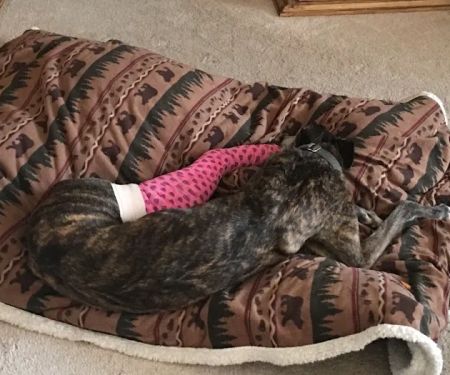 Healthy Paws Veterinary Center