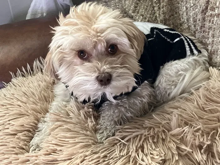Healthy Paws Veterinary Center Picture 5