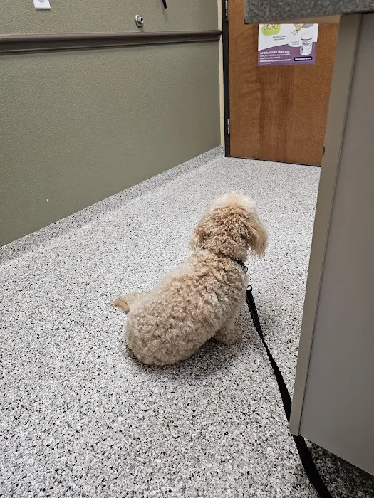 Healthy Paws Veterinary Center Picture 3