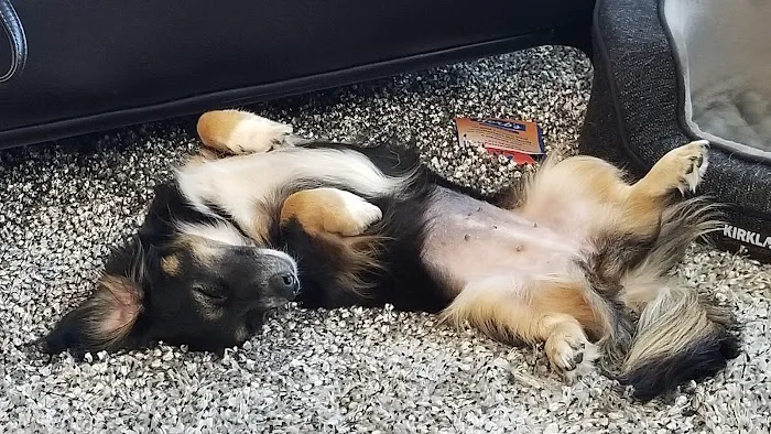 Healthy Paws Veterinary Center Picture 7