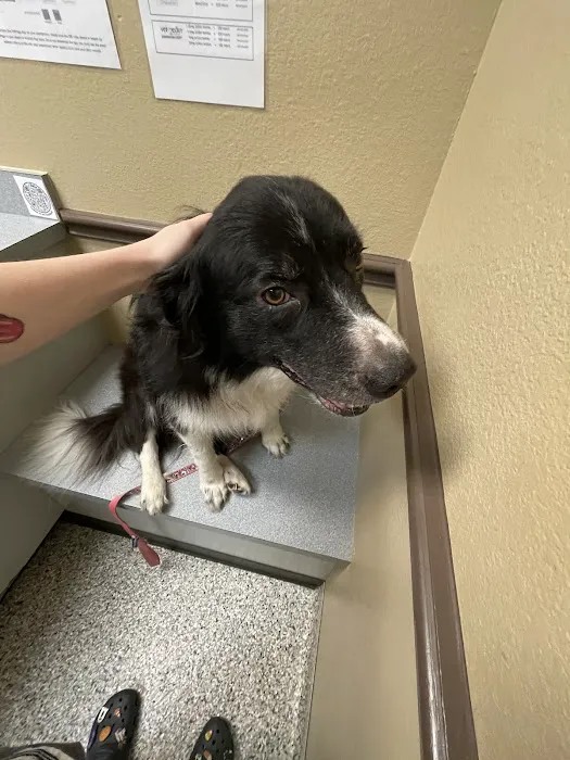 Healthy Paws Veterinary Center Picture 10