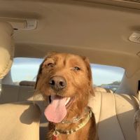 Frisco West Animal Medical Center ico