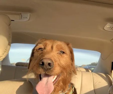 Frisco West Animal Medical Center