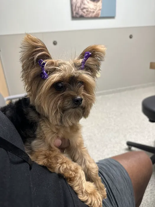 North Dallas Veterinary Emergency & Specialty Hospital Picture 1