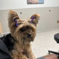 North Dallas Veterinary Emergency & Specialty Hospital ico