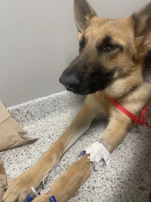 North Dallas Veterinary Emergency & Specialty Hospital Picture 7