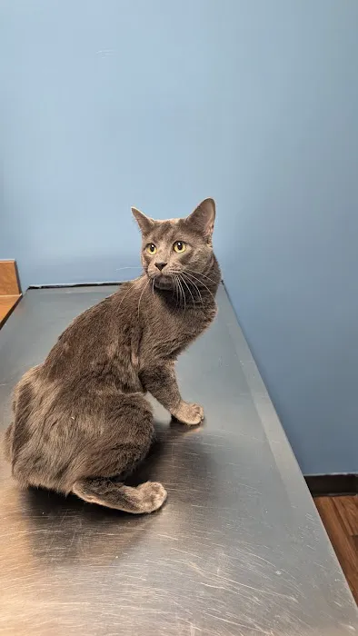 CityVet | Frisco Picture 1