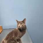 CityVet | Frisco