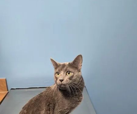 CityVet | Frisco