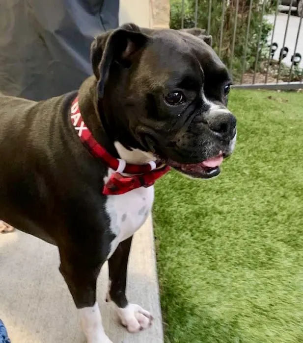 CityVet | Frisco Picture 2