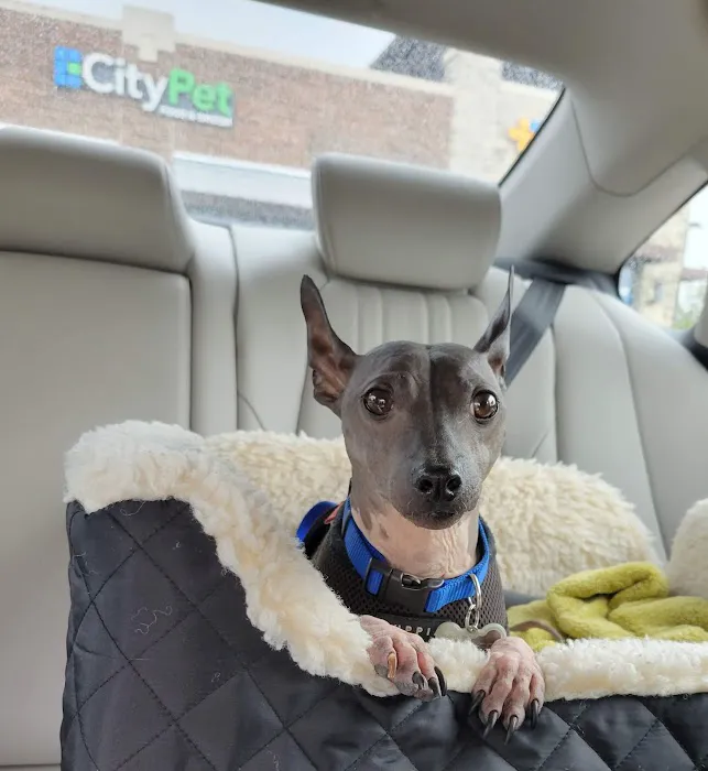 CityVet | Frisco Picture 4