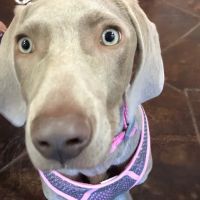 LazyPaw Animal Hospitals ico