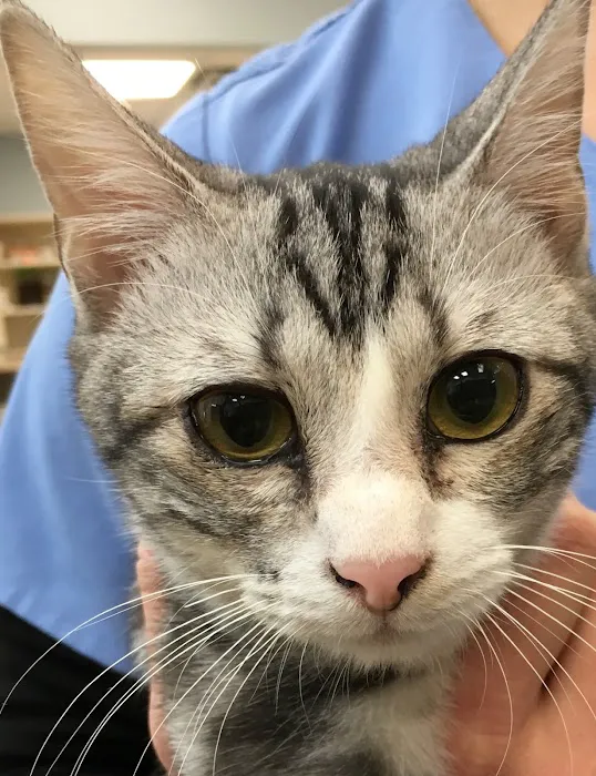 LazyPaw Animal Hospitals Picture 3