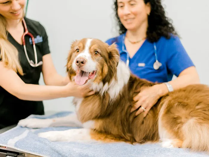 LazyPaw Animal Hospitals Picture 2