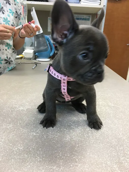 LazyPaw Animal Hospitals Picture 9