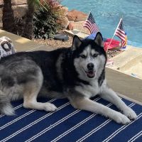 Animal Medical & Surgical Hospital of Frisco ico