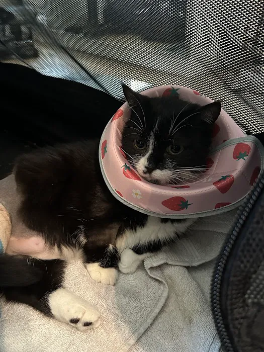 Animal Medical & Surgical Hospital of Frisco Picture 4