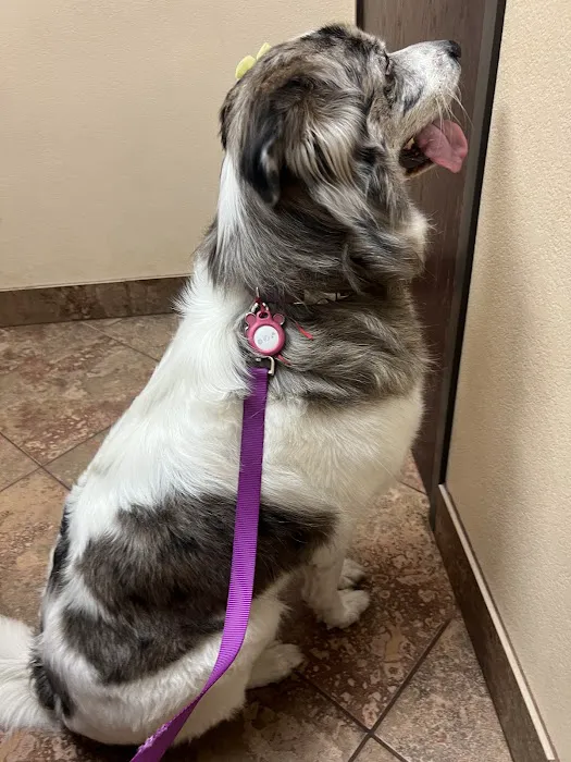 Animal Medical & Surgical Hospital of Frisco Picture 9