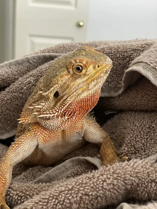 Atlas Pet Vets Picture 3