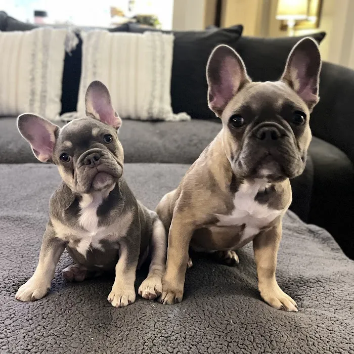 Atlas Pet Vets Picture 2