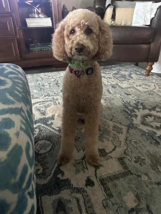 Atlas Pet Vets Picture 8