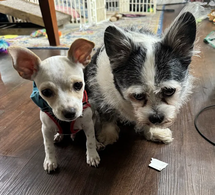 Atlas Pet Vets Picture 5