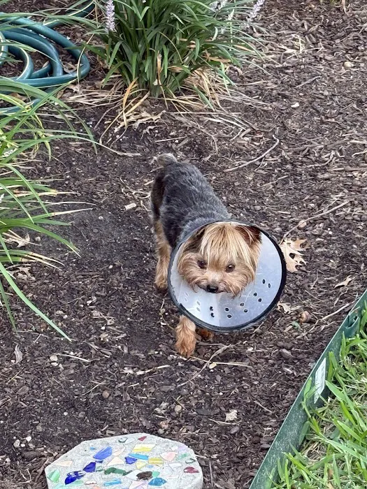 Atlas Pet Vets Picture 10