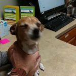 Banfield Pet Hospital