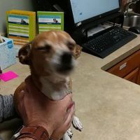 Banfield Pet Hospital ico