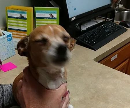 Banfield Pet Hospital