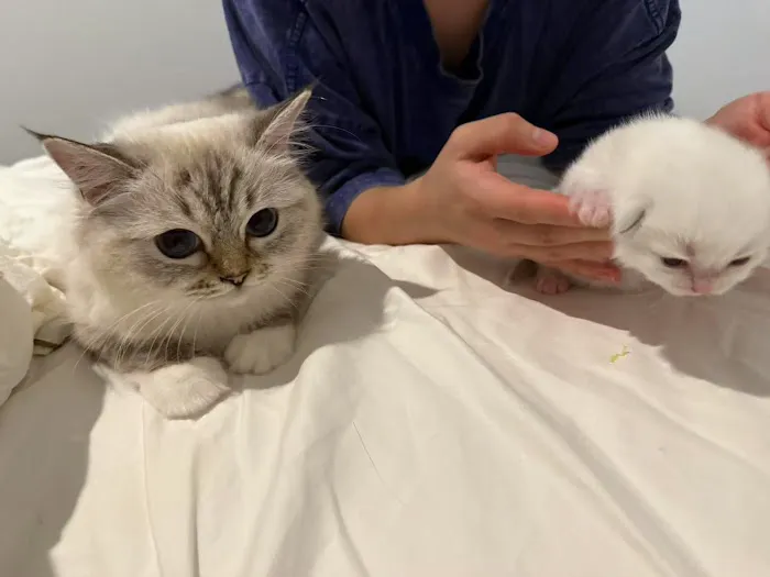 Lattencreme Ragdoll Cattery Picture 1
