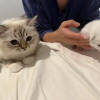 Lattencreme Ragdoll Cattery ico