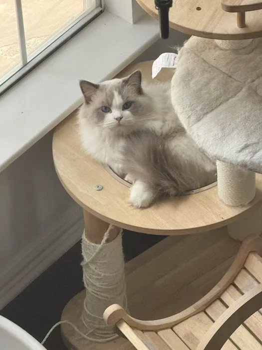 Lattencreme Ragdoll Cattery Picture 3