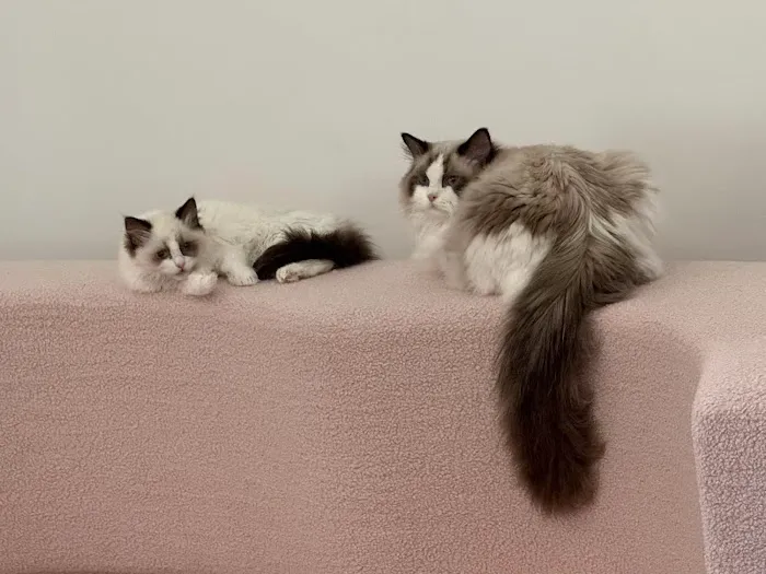 Lattencreme Ragdoll Cattery Picture 5