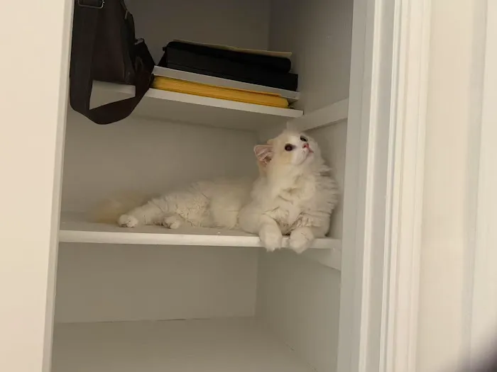 Lattencreme Ragdoll Cattery Picture 7