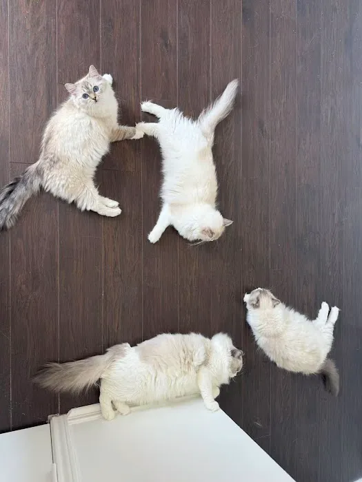 Lattencreme Ragdoll Cattery Picture 4