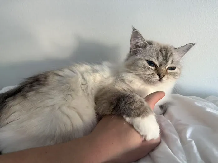 Lattencreme Ragdoll Cattery Picture 6