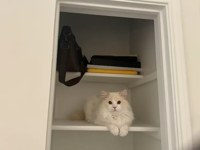 Lattencreme Ragdoll Cattery Picture 9