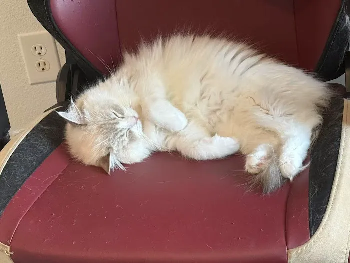 Lattencreme Ragdoll Cattery Picture 8